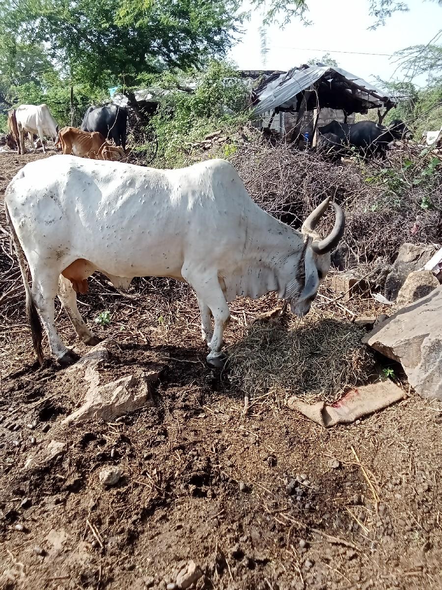 ગાય વેચવા ની છે