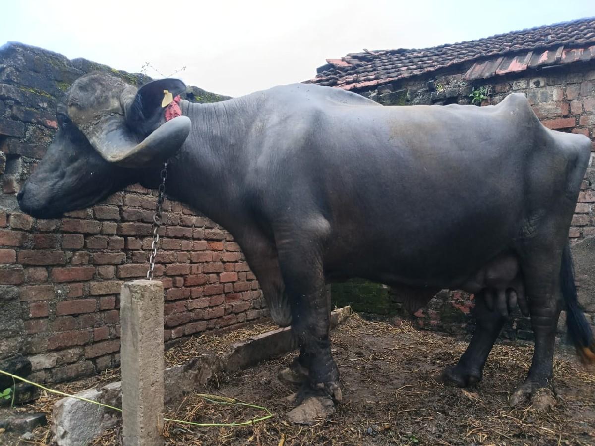 થંબનેલ 3