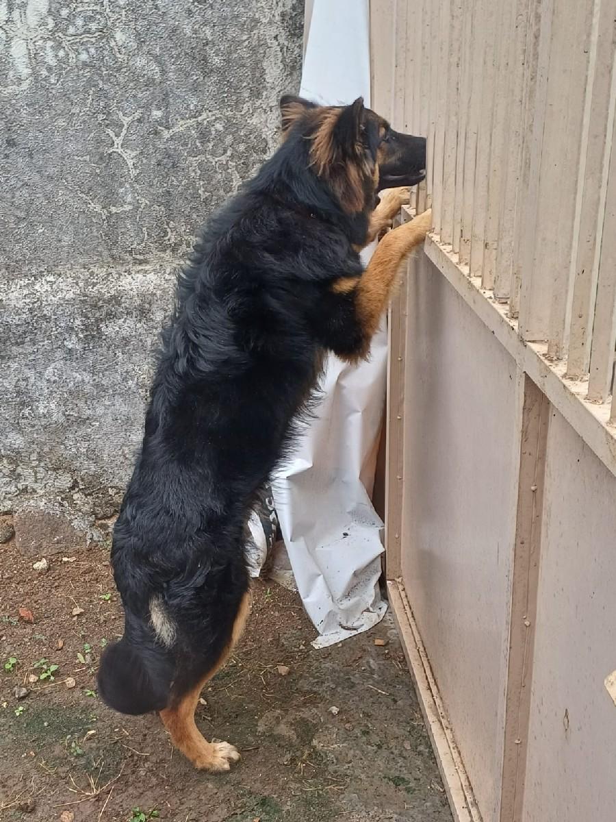 jarman shaferd female