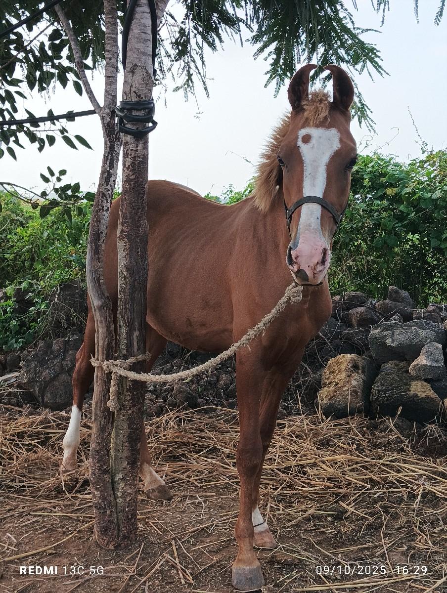 થંબનેલ 2