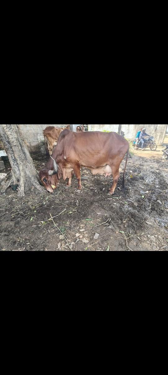 થંબનેલ 3