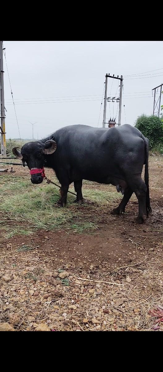 થંબનેલ 2