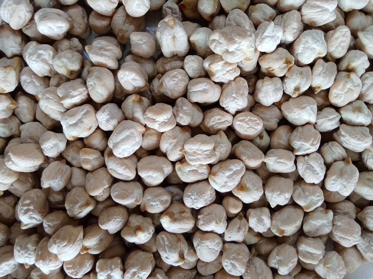 કાબુલી ચણા બીયારણ વેશવાનુ છે