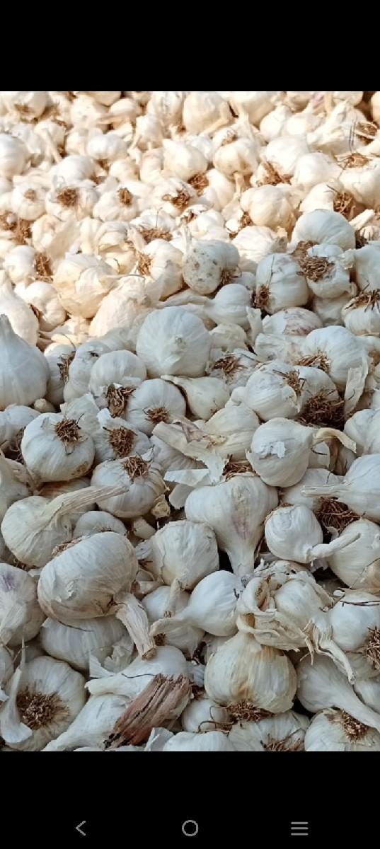 લસણ વેચવાનું છે