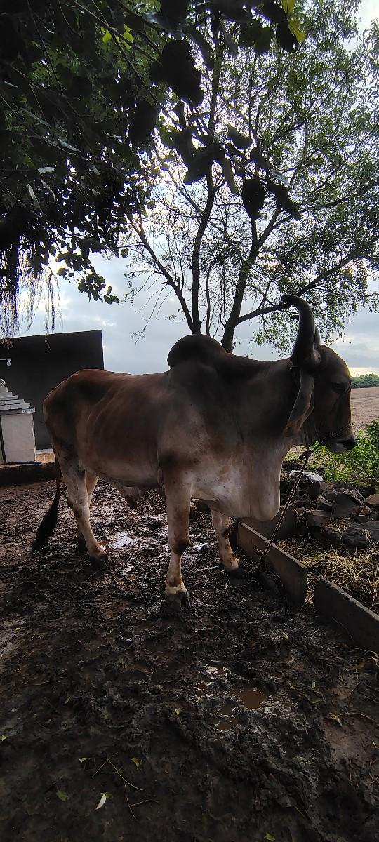 થંબનેલ 2