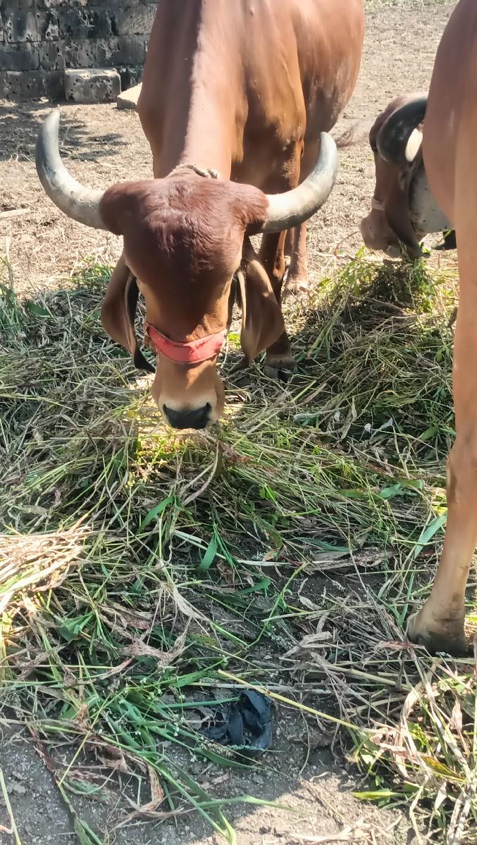 થંબનેલ 6