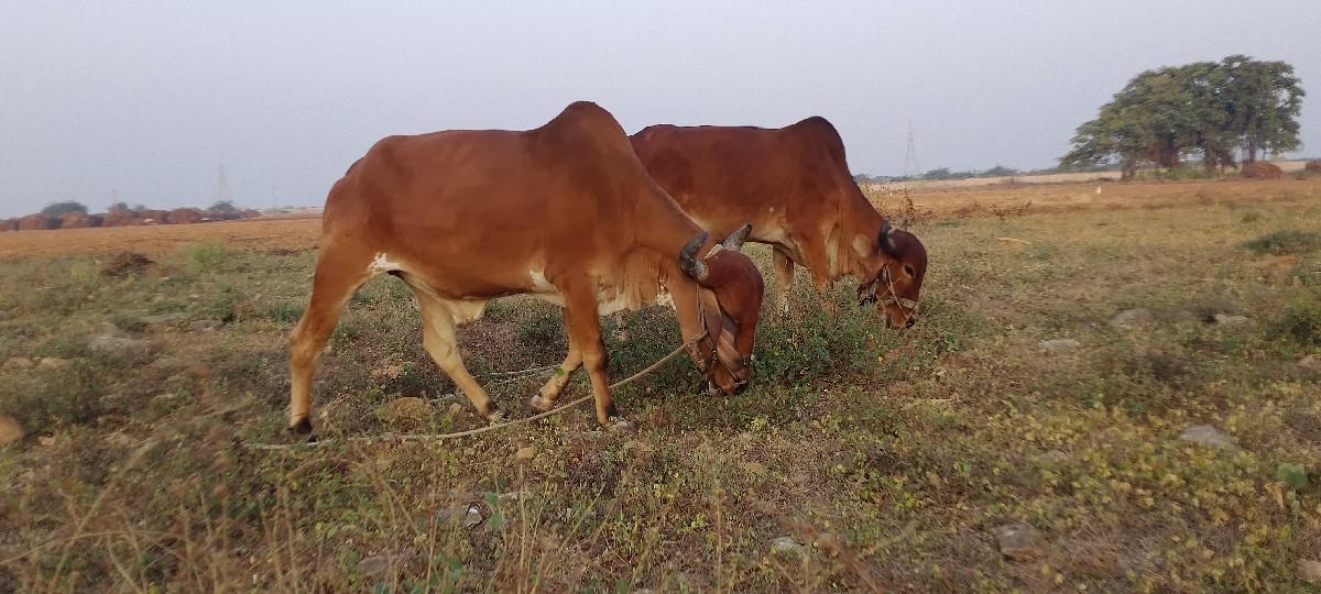 બળદ વેચવાના છે ફુલ જવાબદારી સાથે