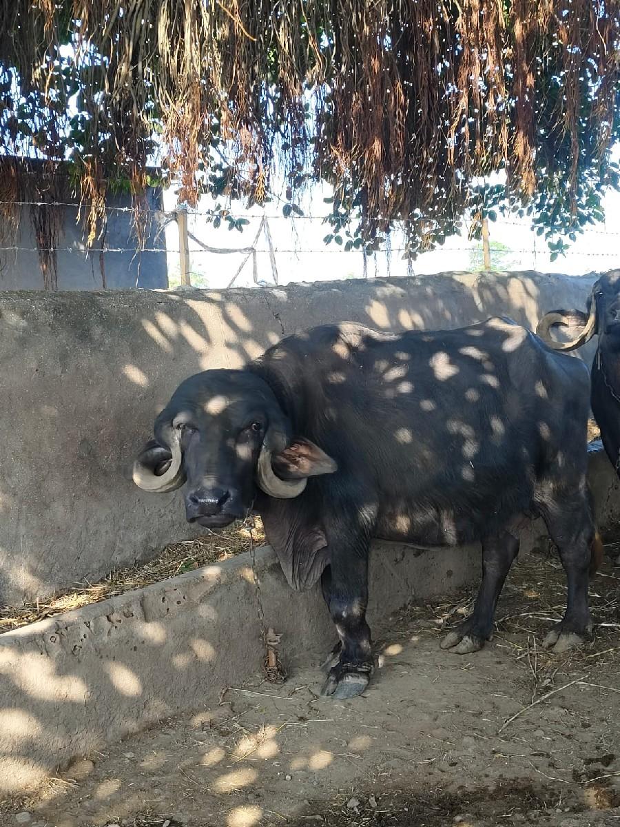 થંબનેલ 2