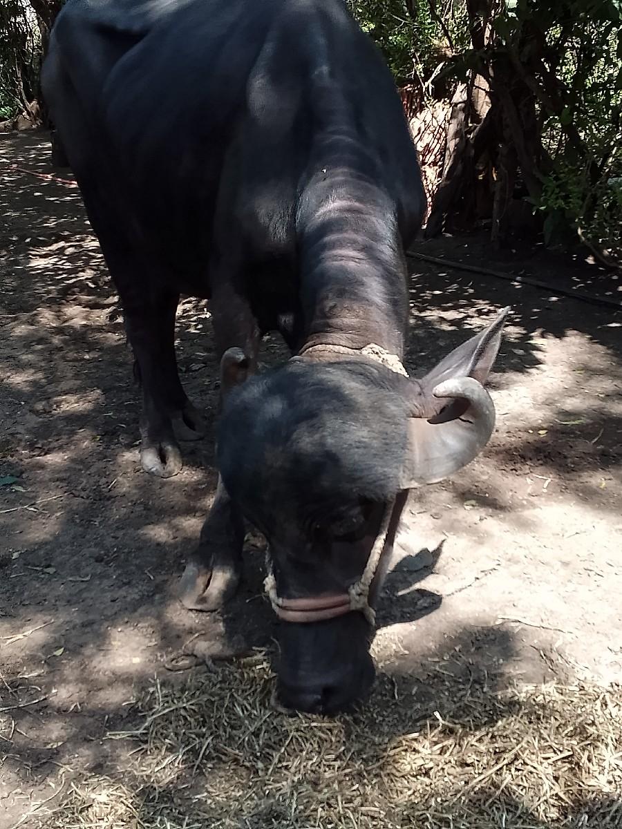 અખંડ ખડેલી વેચવાની છે 3:30 વર્ષની