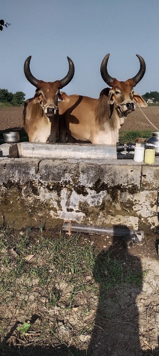 થંબનેલ 2