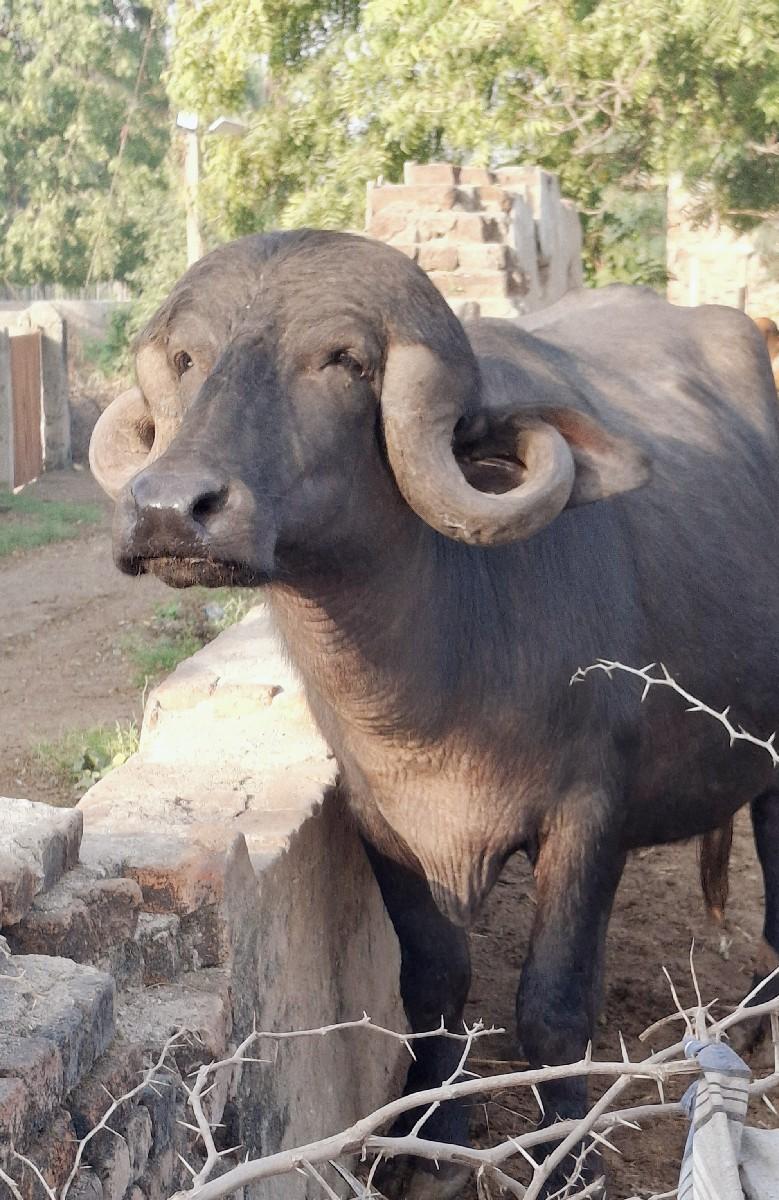 ભેંસ વેચવાની છે