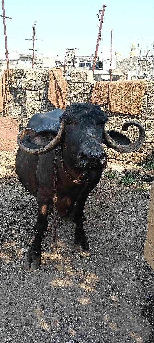 આ ભેંસ વેચવાની છે