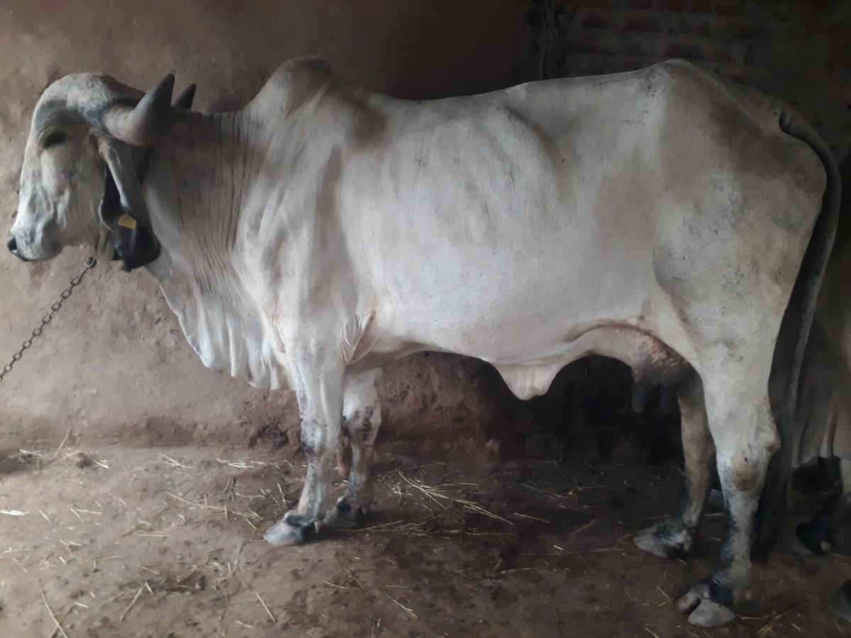 ગીર ગાય લીલડી વેચવાની છે ગીર ગાય