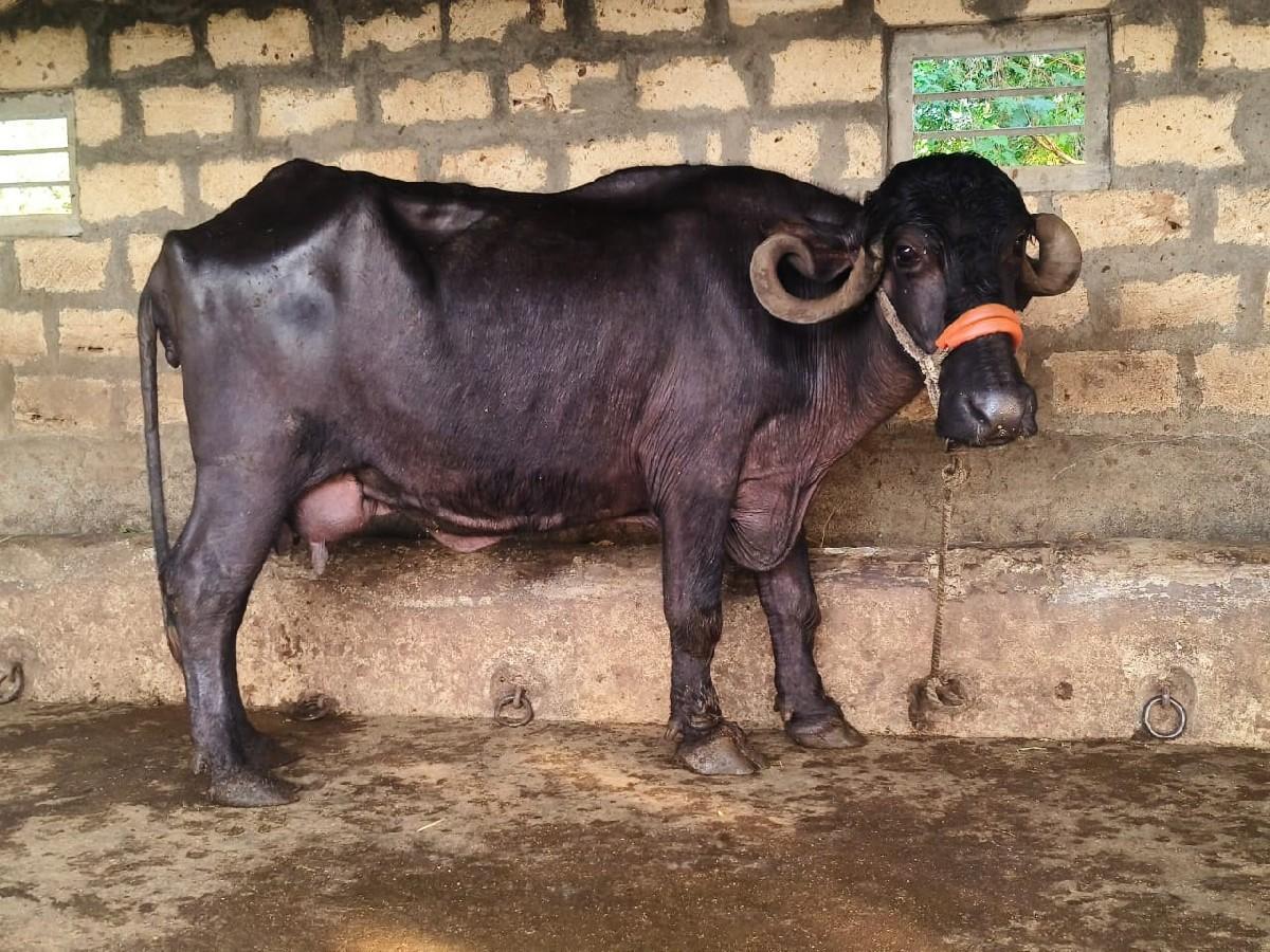 થંબનેલ 5