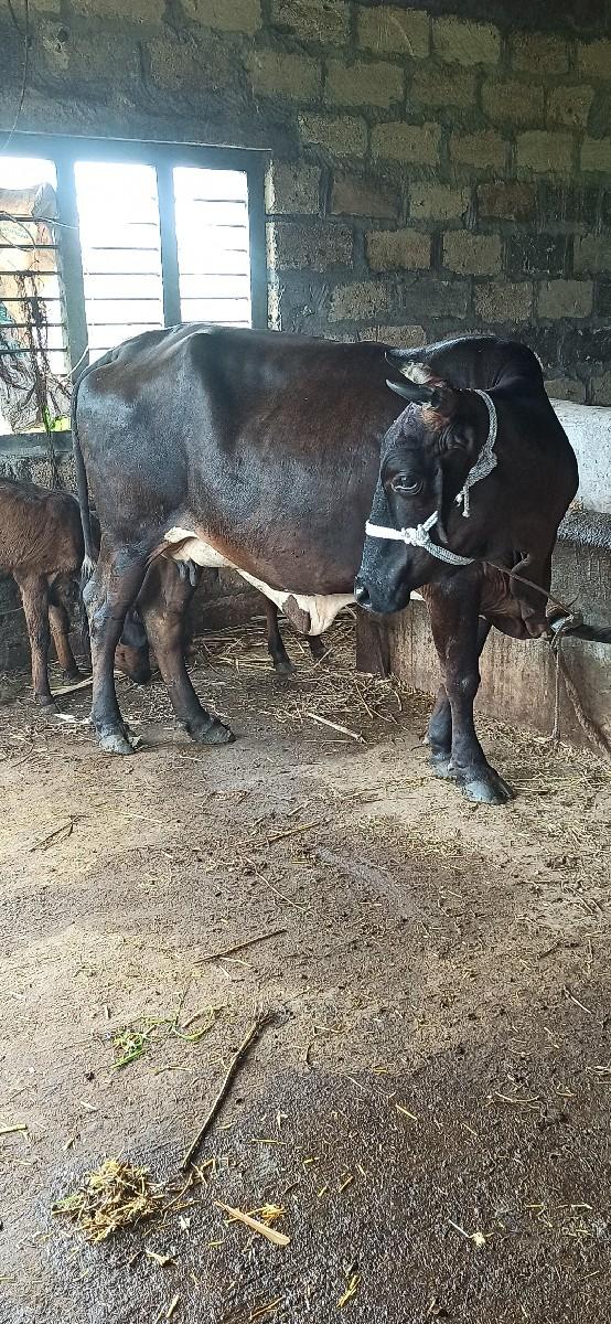 2 ઞાય વેચવાની છે