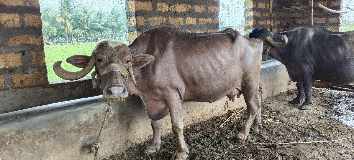 થંબનેલ 3