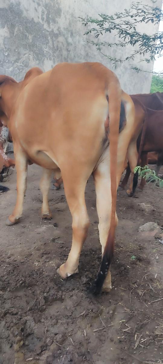 થંબનેલ 2