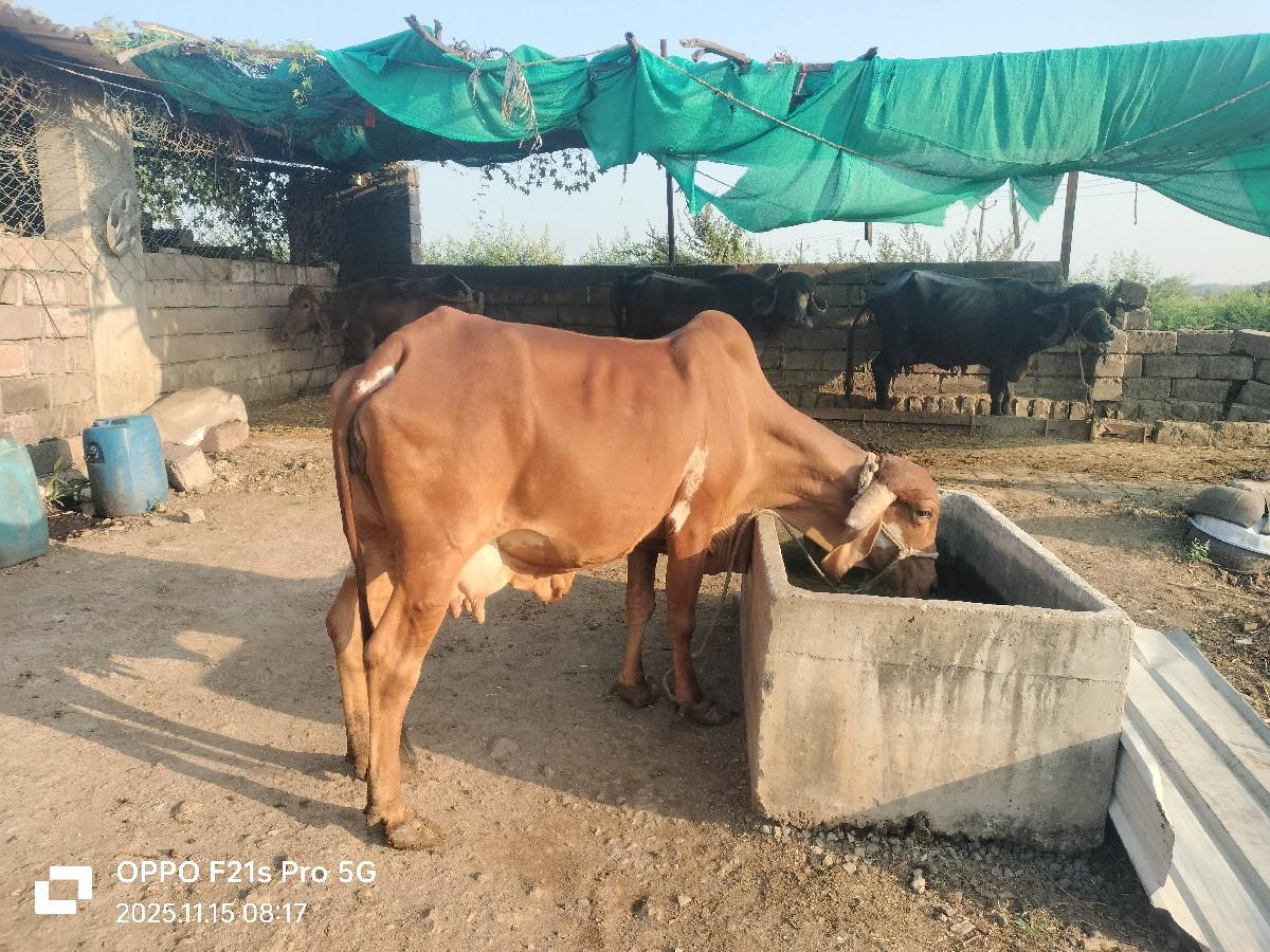 થંબનેલ 2