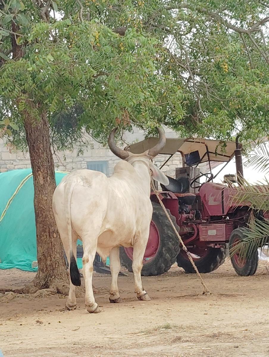 વેચવાના