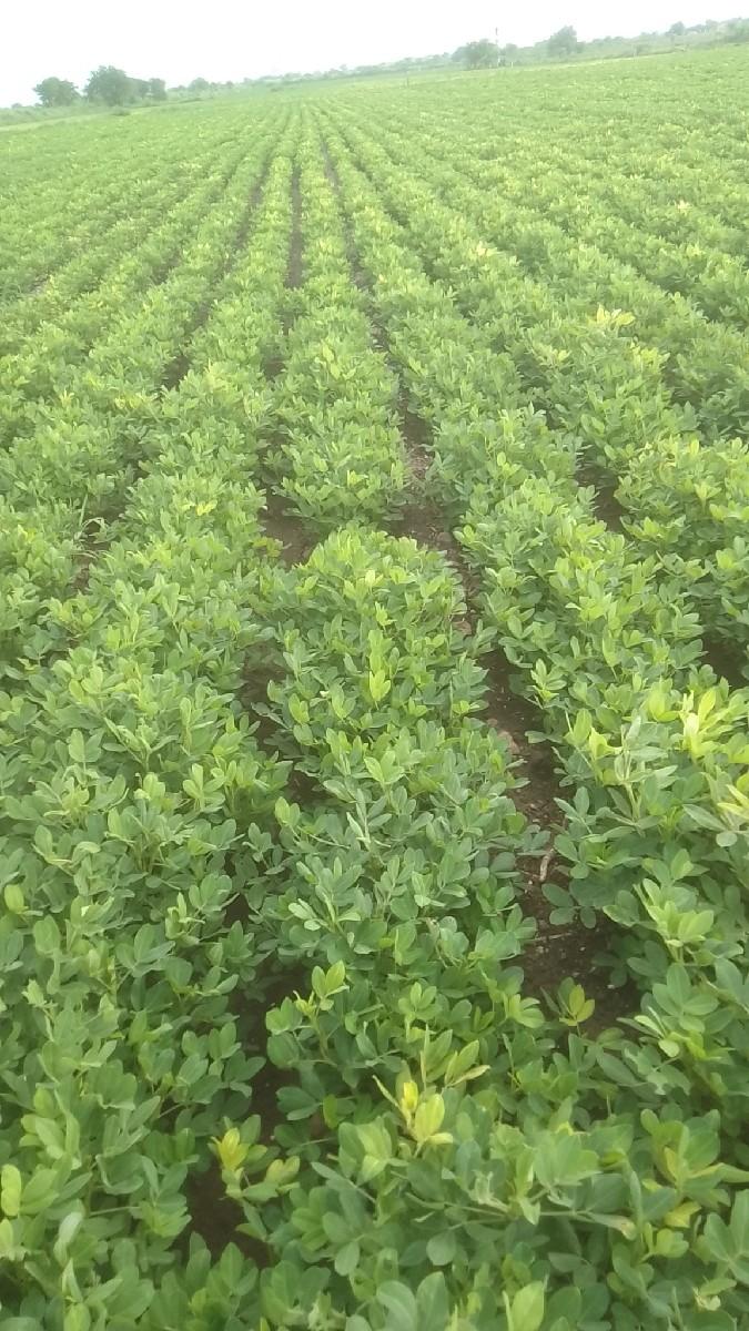 માંડવા નૉ ભુકૉ વૅચવાનૉ છૅ