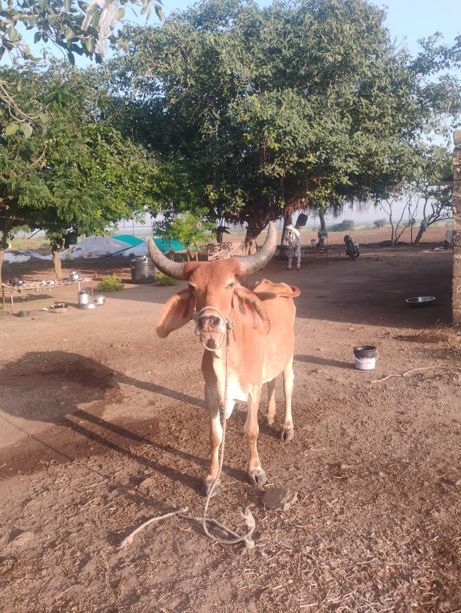 થંબનેલ 2