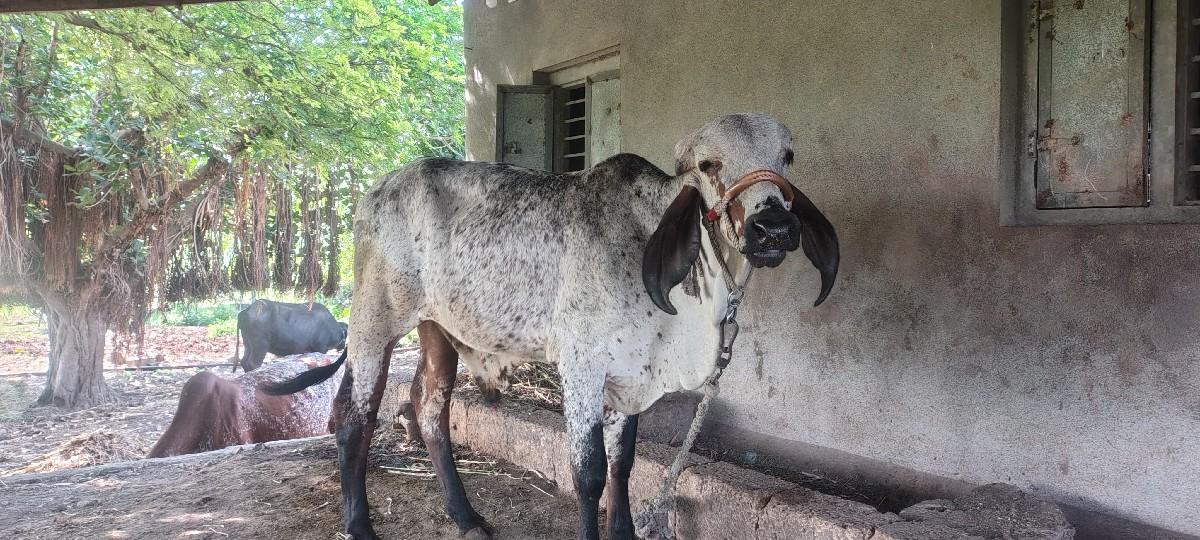 થંબનેલ 2