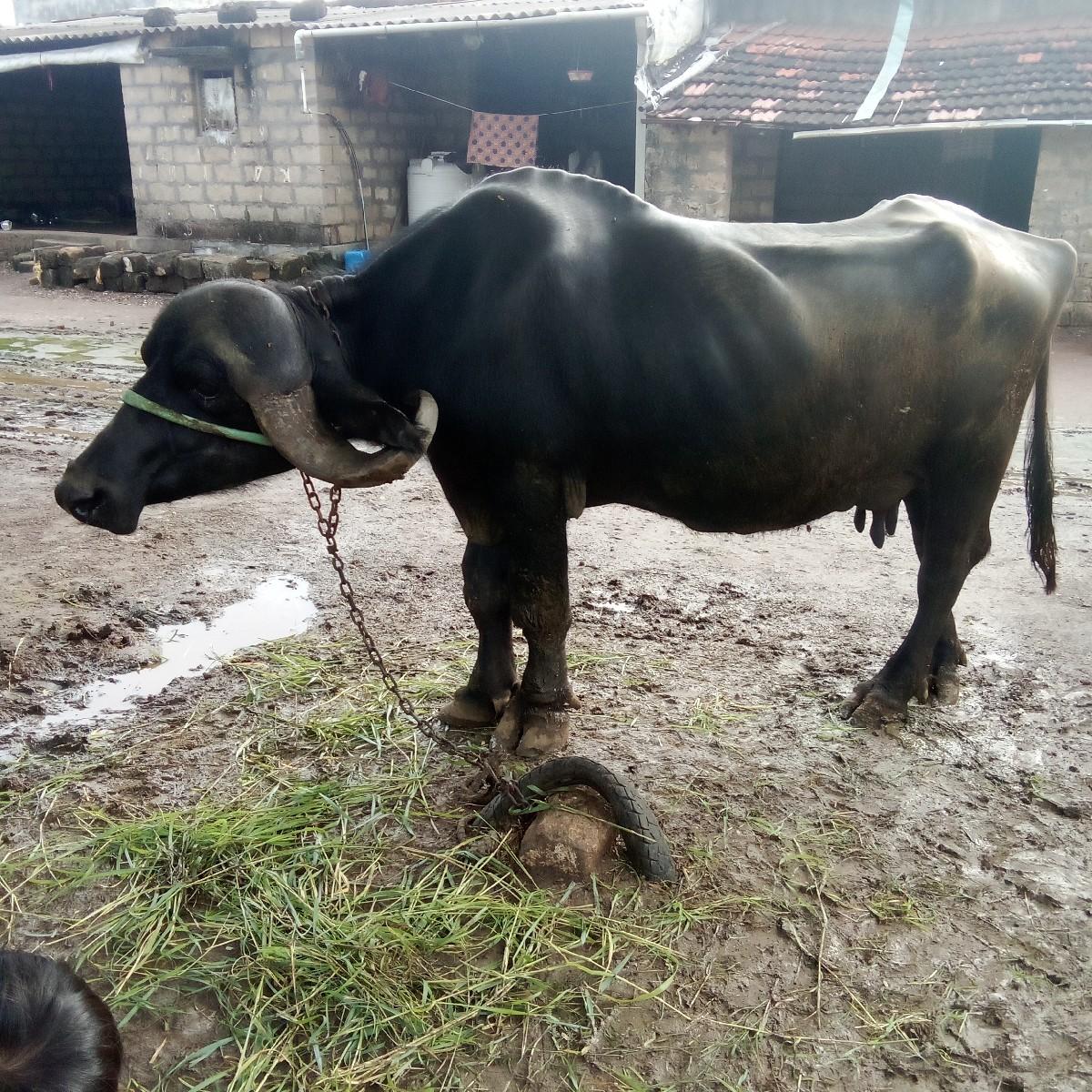 થંબનેલ 2