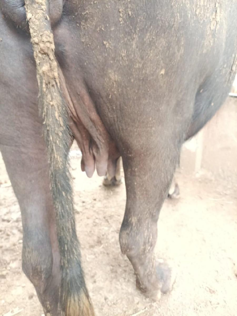 ભેંસ વેચવાની છે