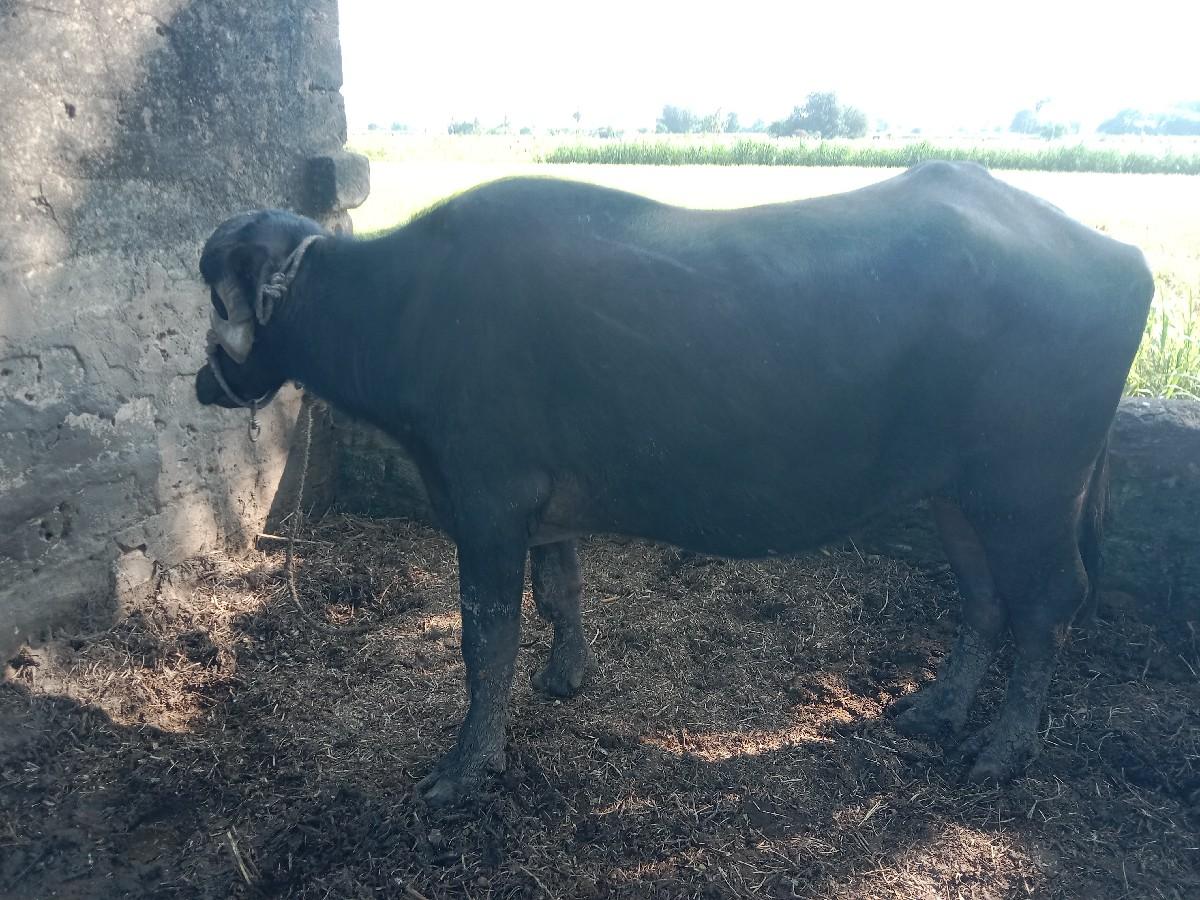 થંબનેલ 2