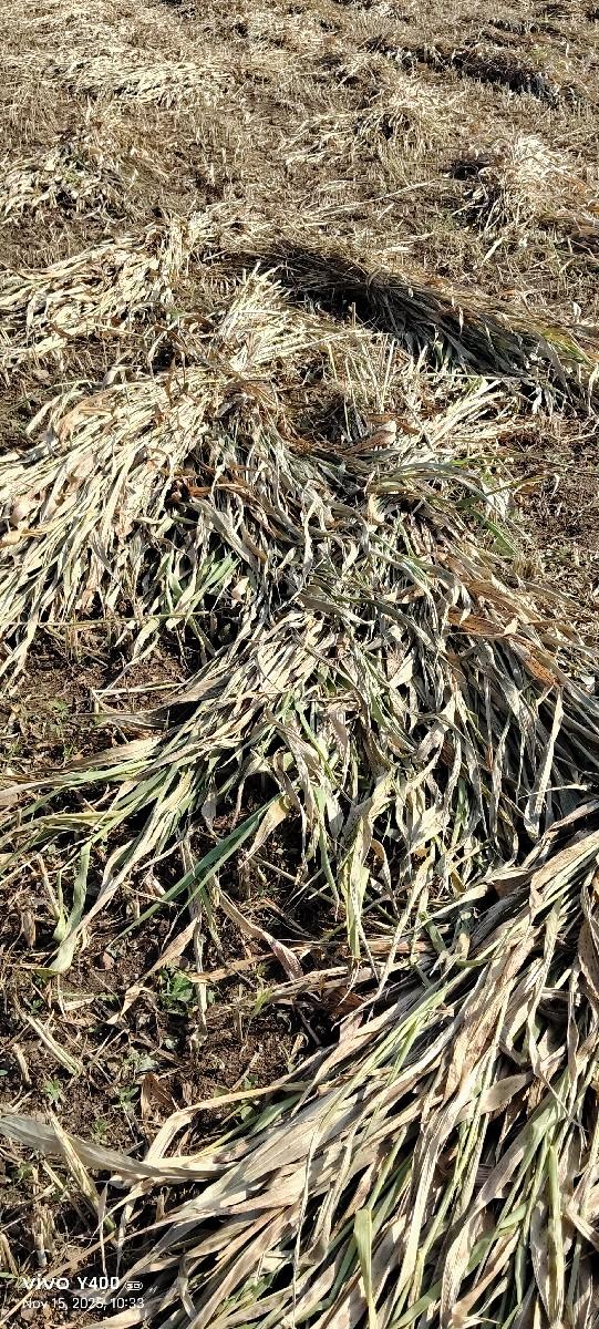 જુવાર વેચવાની સે 10 વિધાની સે