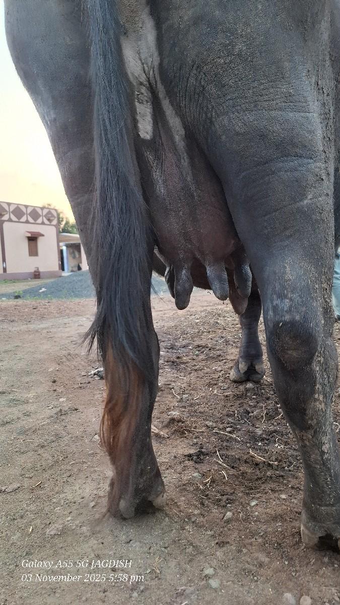 થંબનેલ 3