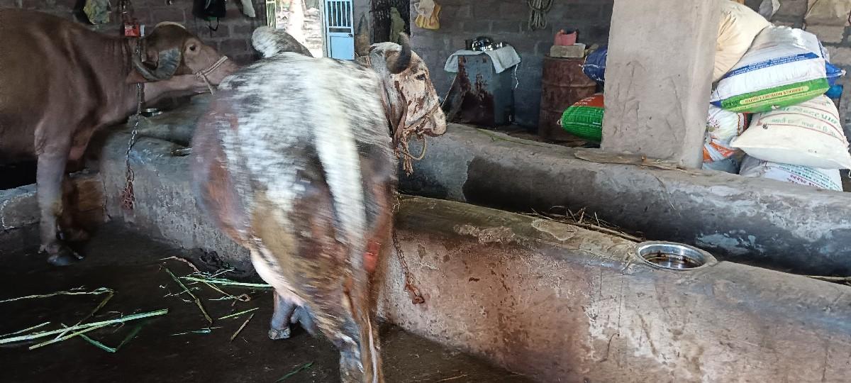 થંબનેલ 3