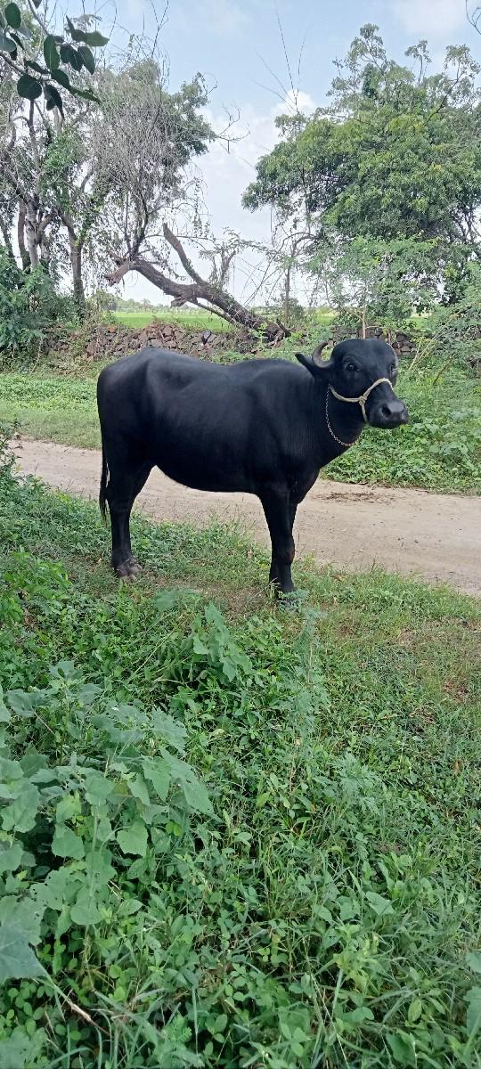 થંબનેલ 2