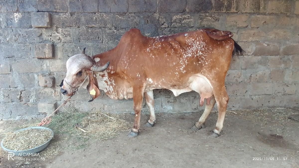 ગઈ વેસવા ની છે વેતર બીજૂ