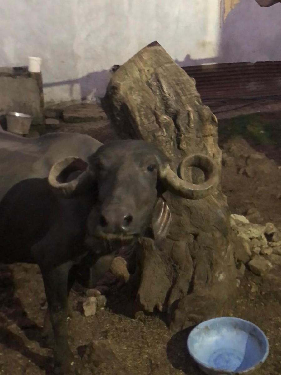 ભેંસ વેચવાની છે