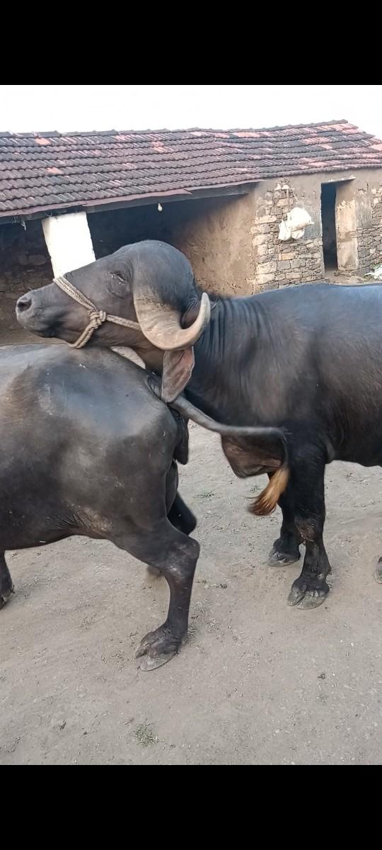 બે દાંત થીયો