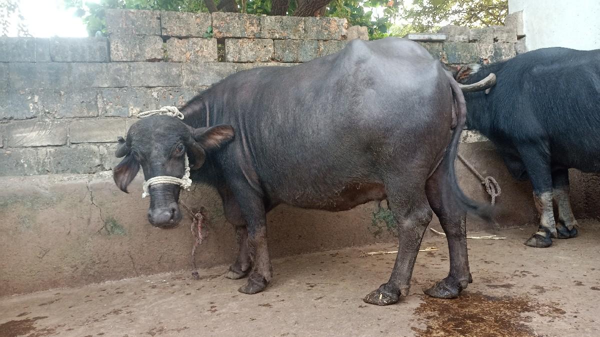 થંબનેલ 2