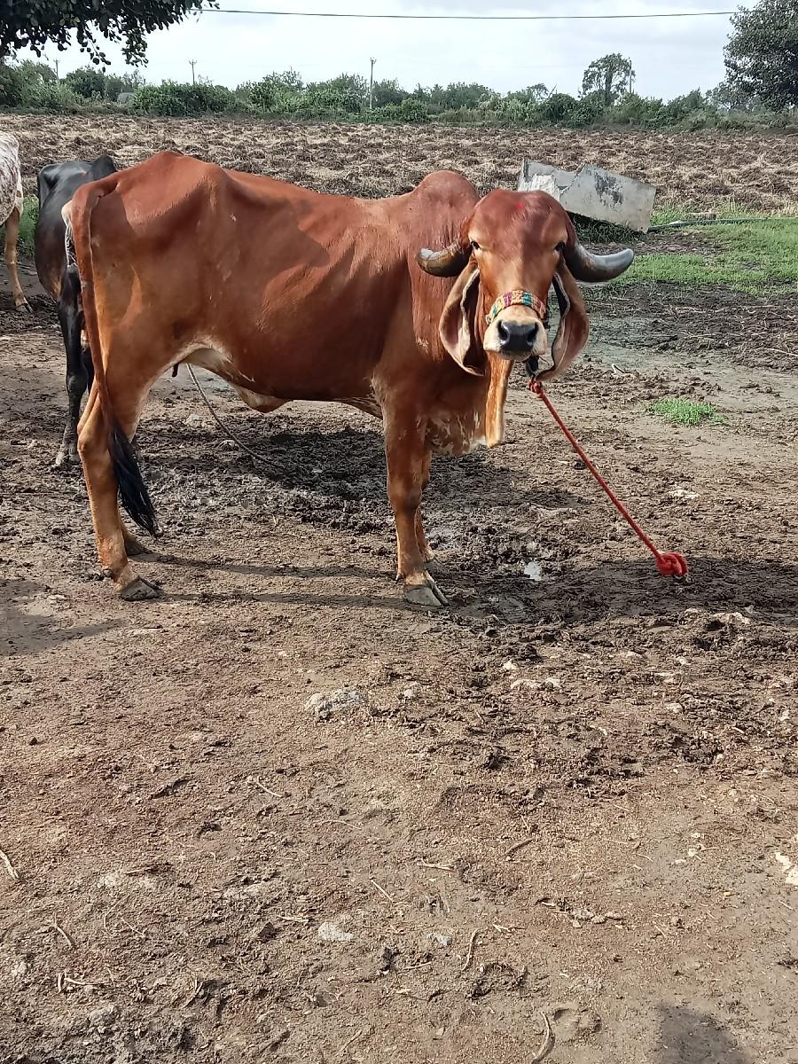 થંબનેલ 2