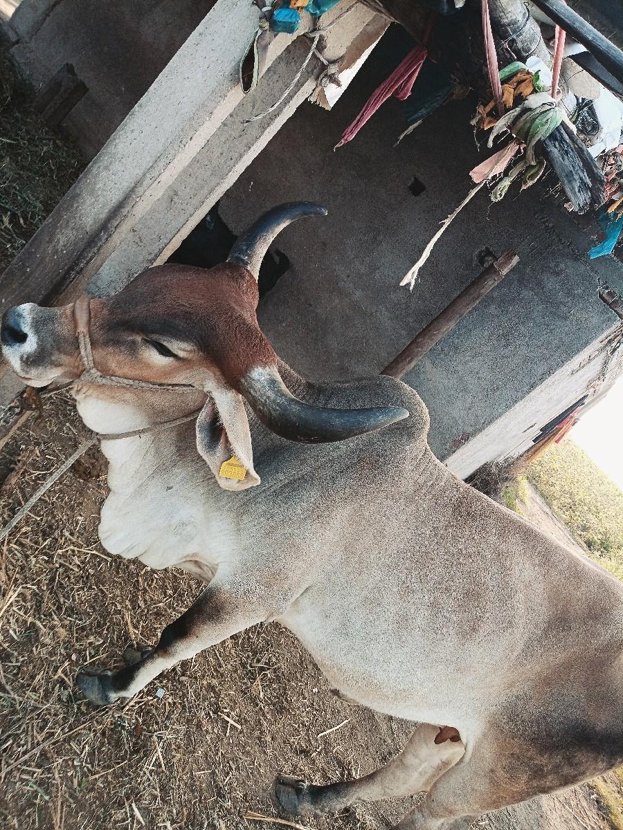 થંબનેલ 2