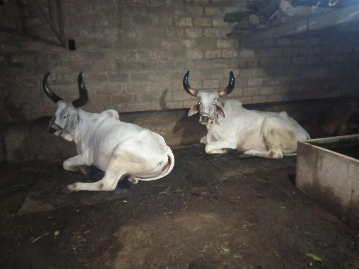 थंबनेल 3