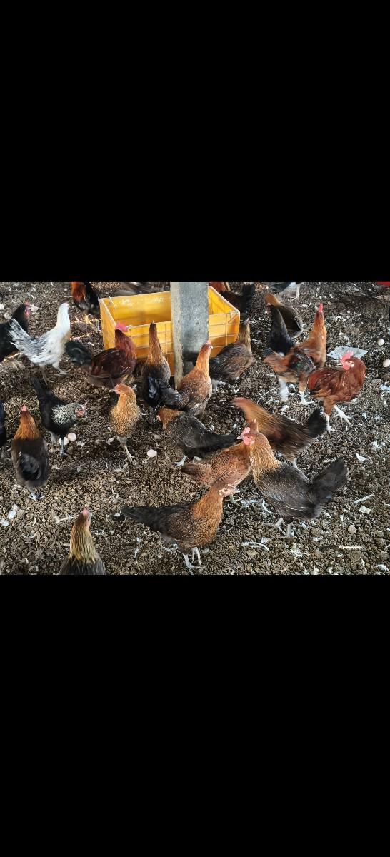 થંબનેલ 2