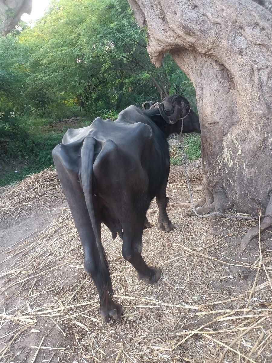 ભેસ વેસવી