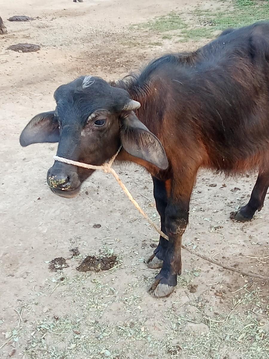 થંબનેલ 1