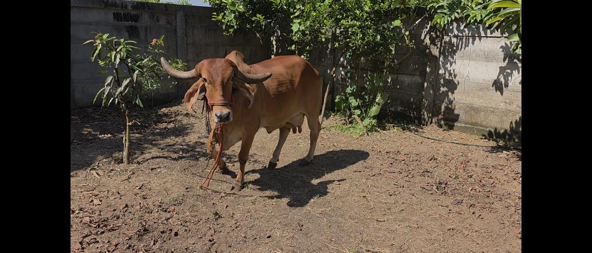 થંબનેલ 2