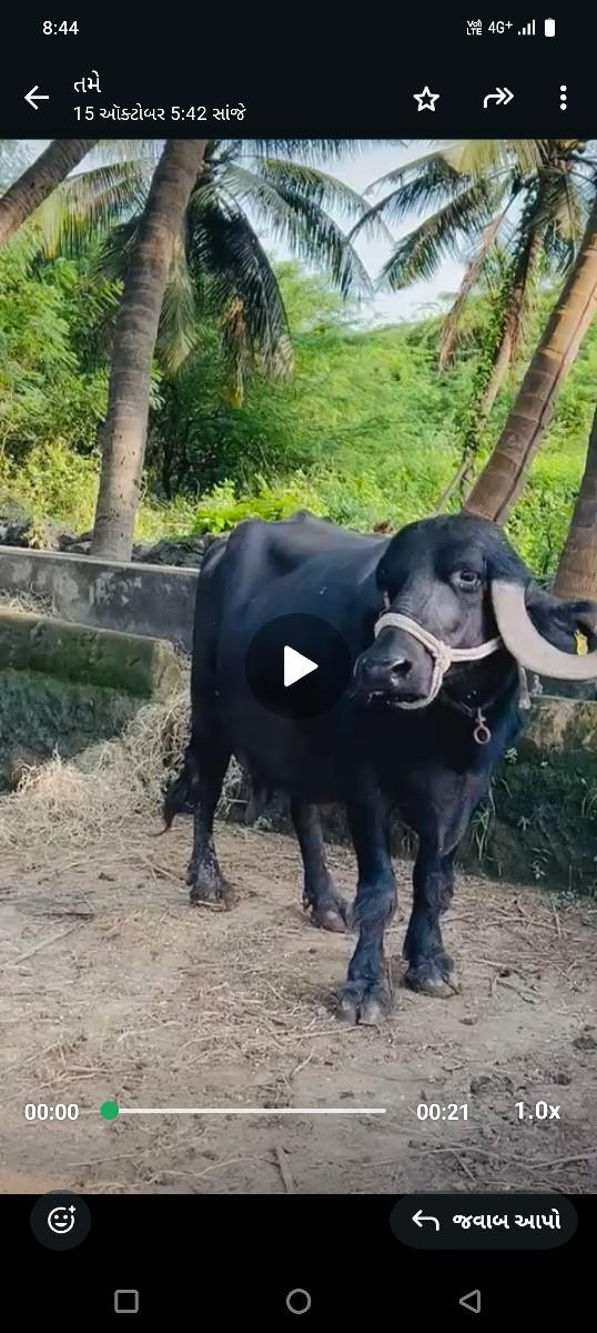 8 લીટર  25દીવસ વીયાએલ છે