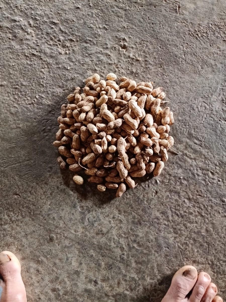 માંડવી વેચવા ની. છે.