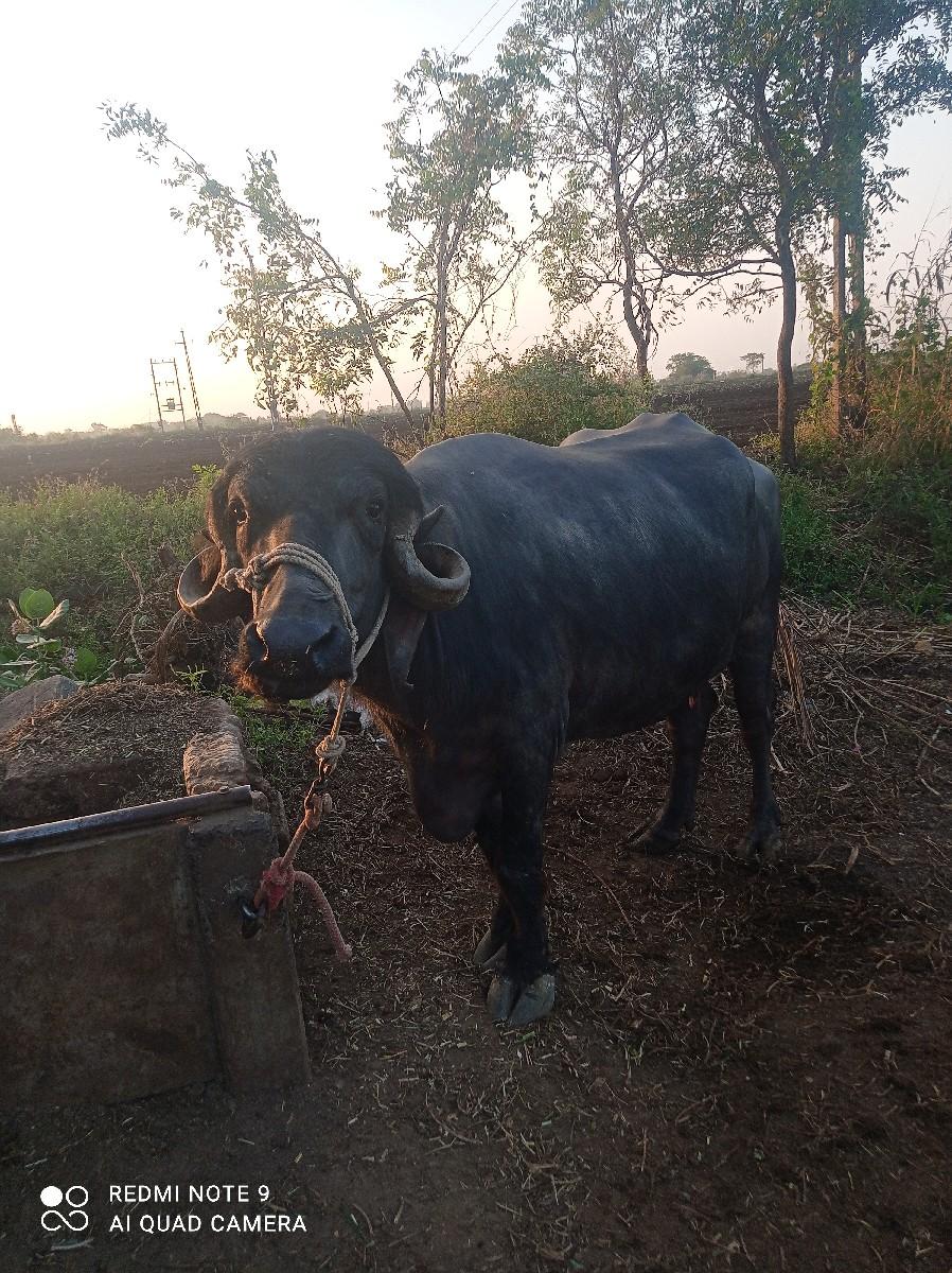 થંબનેલ 2