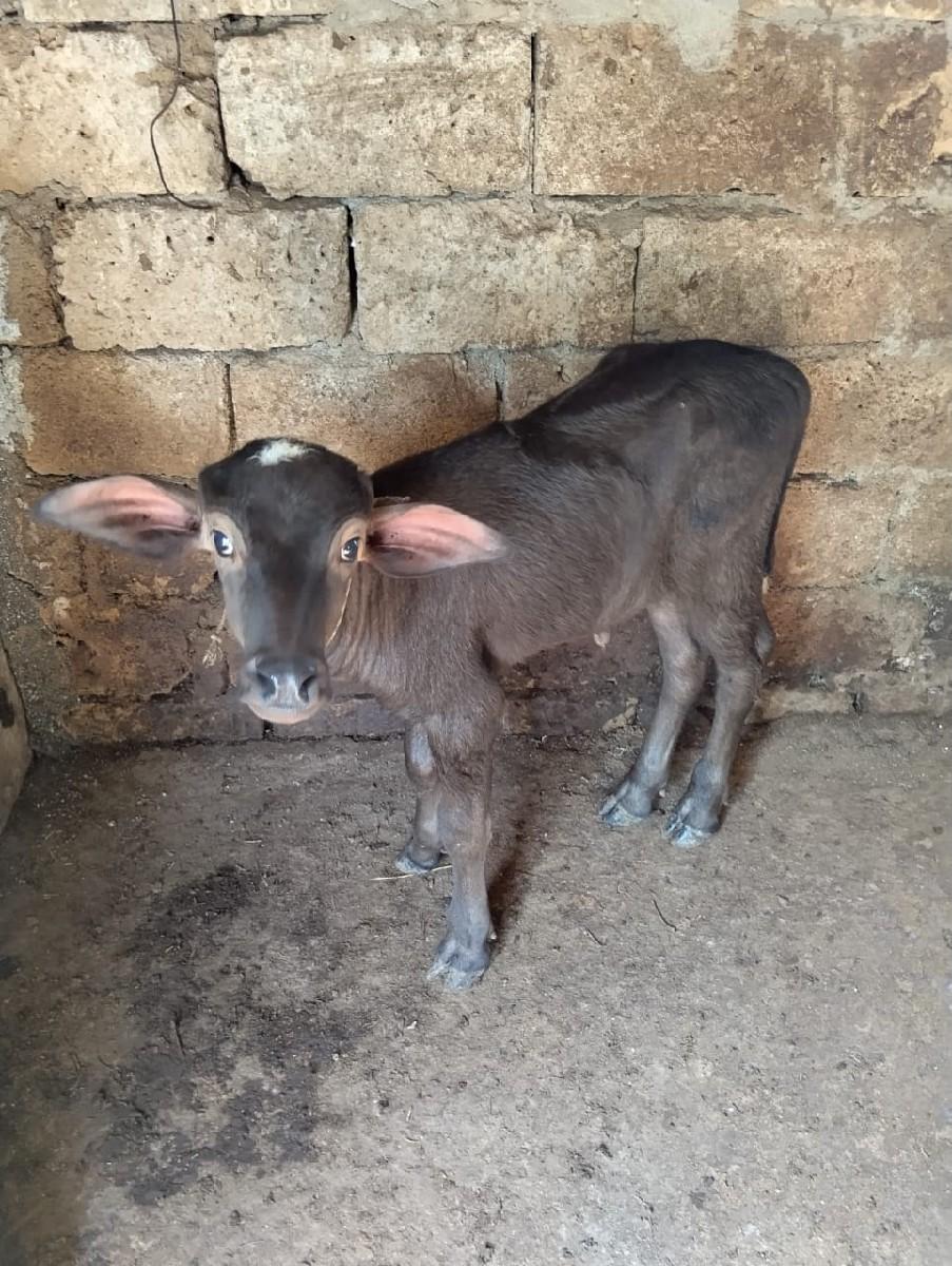 થંબનેલ 2