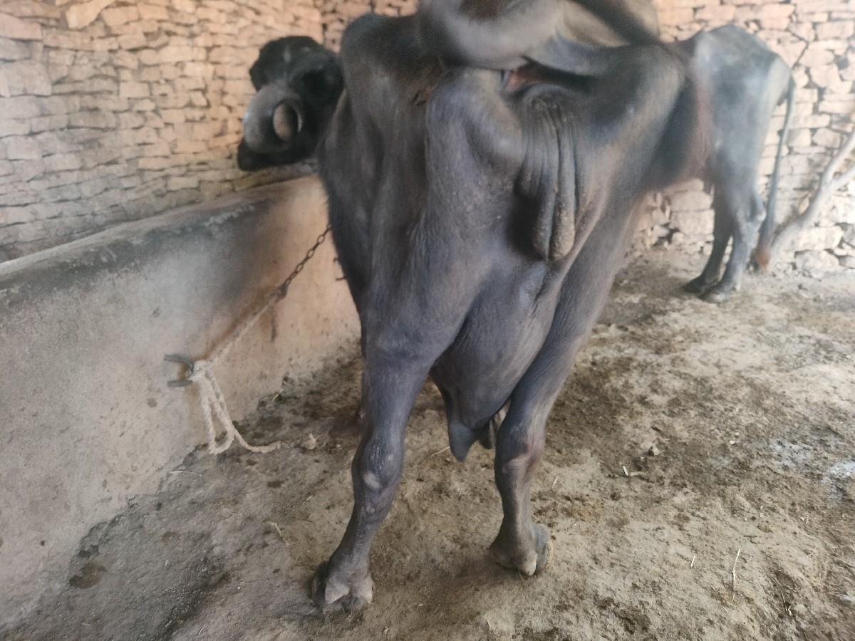 થંબનેલ 2