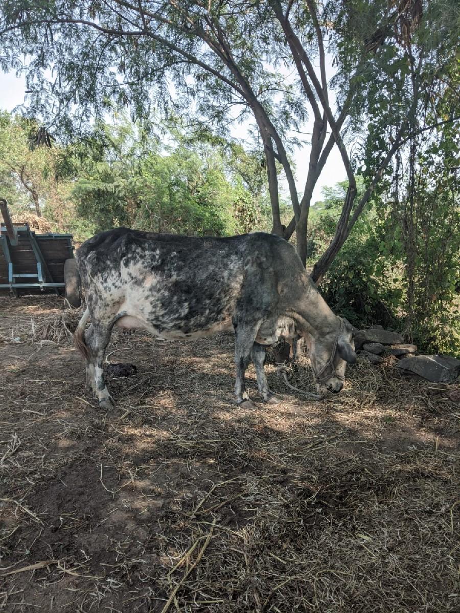 થંબનેલ 3